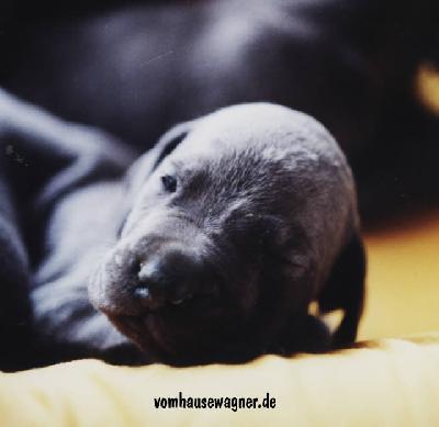 Cliff Vom Hause Wagner