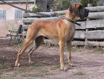 Bacci Bocca D Tigre