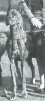 Kora Hexengold