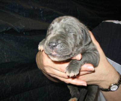 Aurora Von Der Schferei