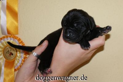 Qurina Vom Hause Wagner