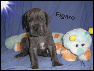 Figaro Von Blue Ground