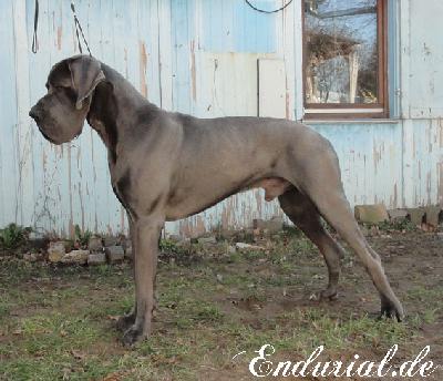 Ch Avales Endurial