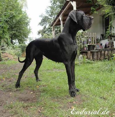 Ch Arkadia Endurial
