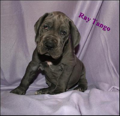 Ray-Tango Von Blue Ground