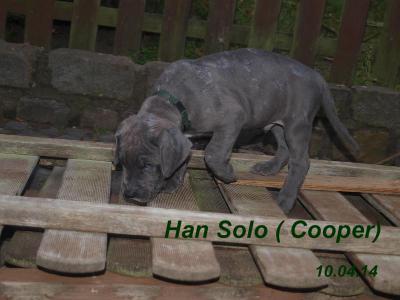 Puccilys Han Solo