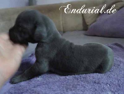 Benares Endurial