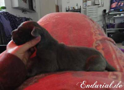 Berolina Endurial