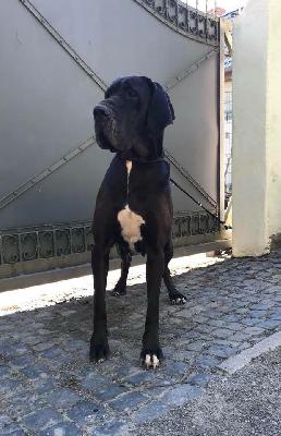 Judy Beaux Chiens