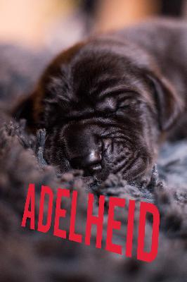 Adelheid von Friedreich den Groen