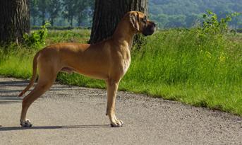 Lun Bisnieto de Shanuy V.T. BRKSKE
