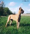 Ch Pink Mean Des Terres De La Rairie
