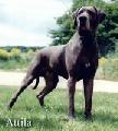 Attila Les Beautes De  Nuit