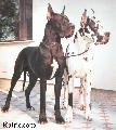El Hassan Grand Elegance
