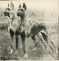 Faun Ii Hansa