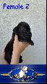 Black Beauty Von Blue Ground