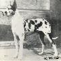 Ch Dolf Von St Magn