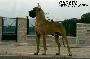 Latin Lover De Garaba