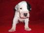 Cosima Beaux Chiens
